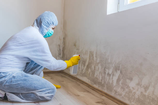 Professional mold removal team in Victoria
